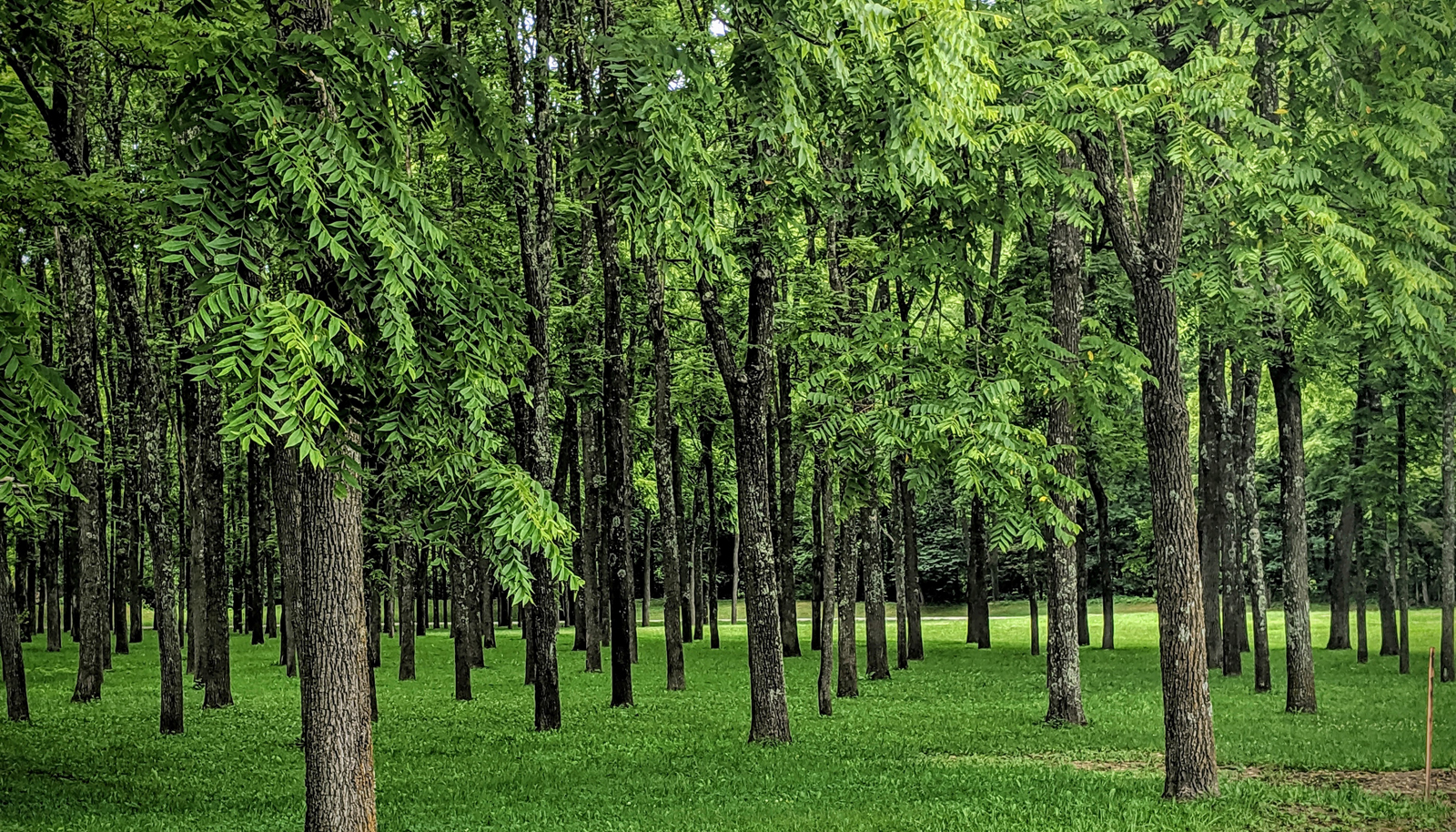 Forestry and Wildlife Habitat Management Albert Land Management
