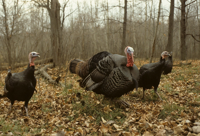 Eastern wild turkey in a eastern hardwood forest opening.