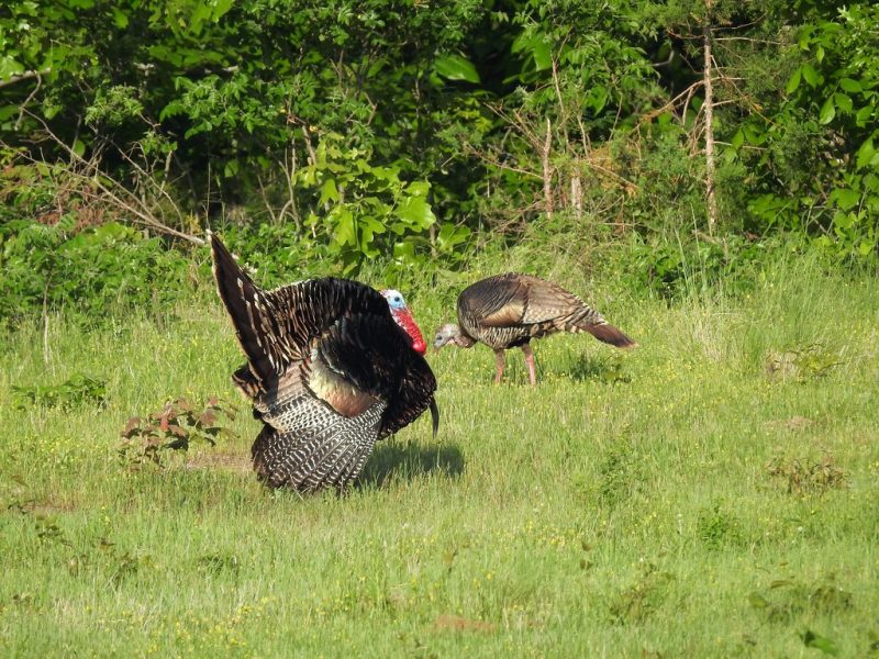 7 Ways to Improve Eastern Wild Turkey Habitat