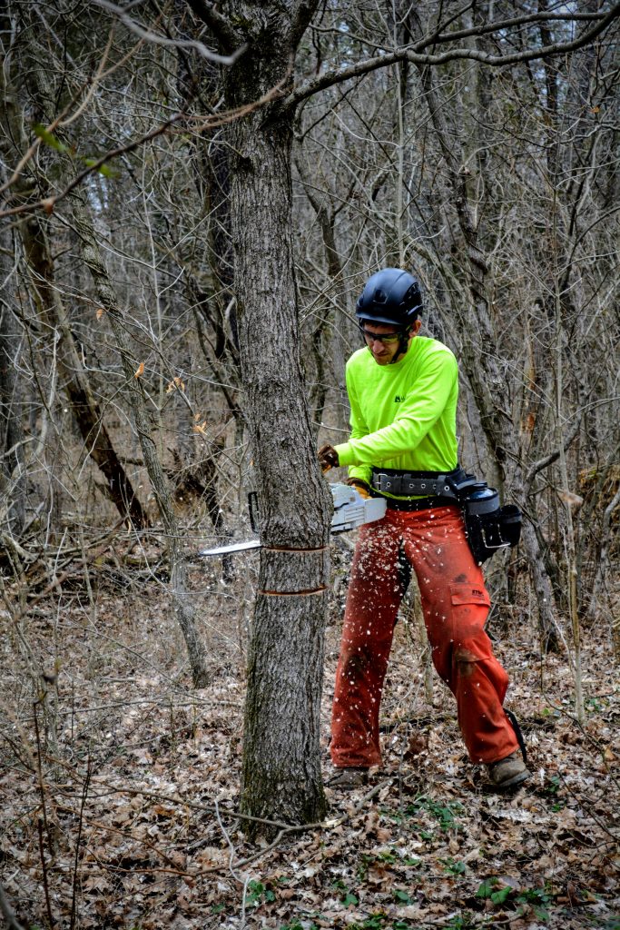 A forester performing timber stand improvement or forest stand improvement by girdling a tree.
