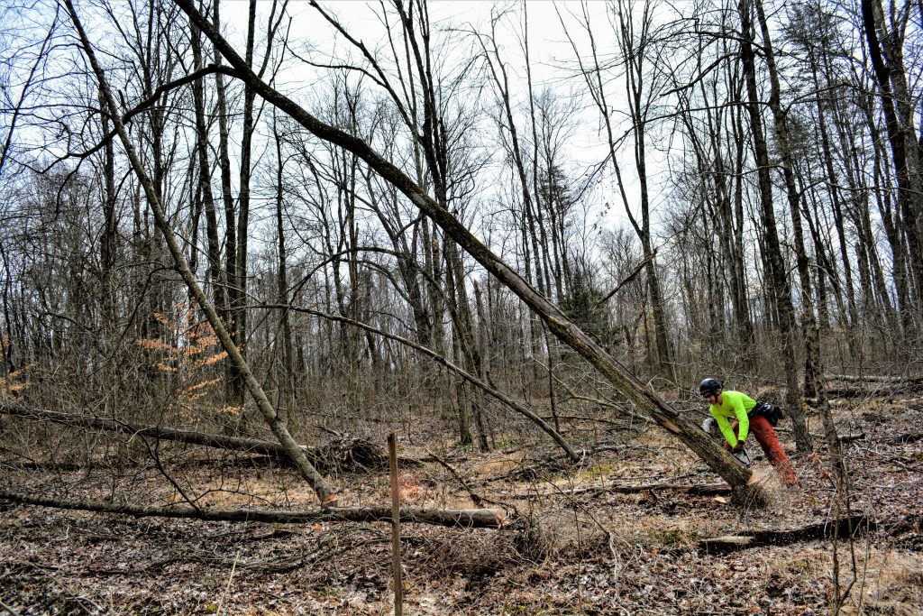A forester conducting timber stand improvement (TSI) in a forest. 
