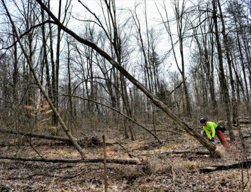 The Benefits of Forest Thinning