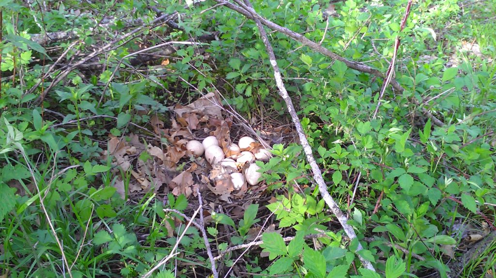 A nest of eastern wild turkey eggs. 