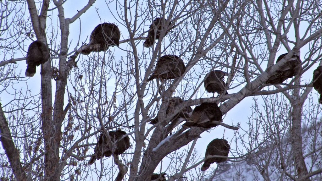 Eastern wild turkeys roosting in a tree.