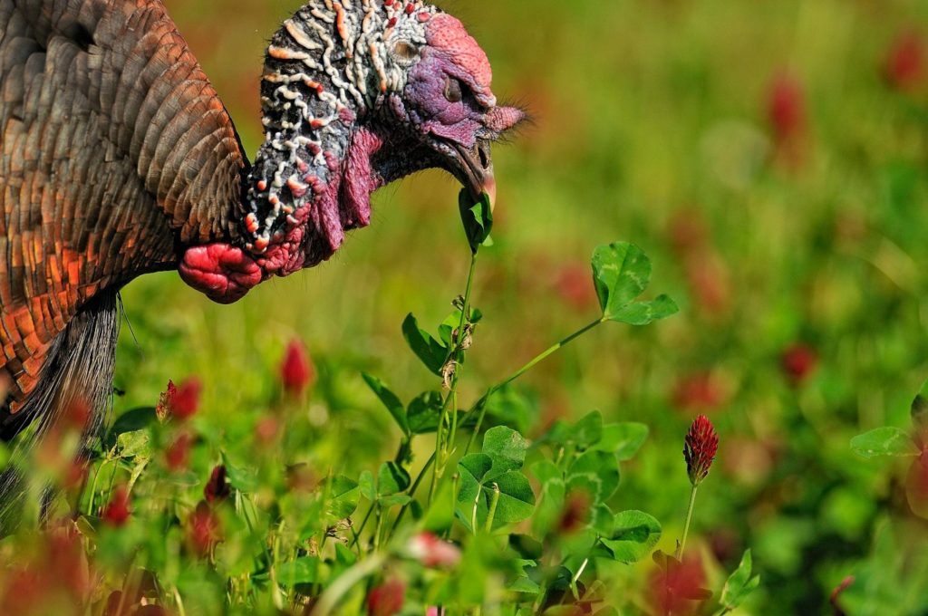 7 Ways to Improve Eastern Wild Turkey Habitat Biology Diagrams