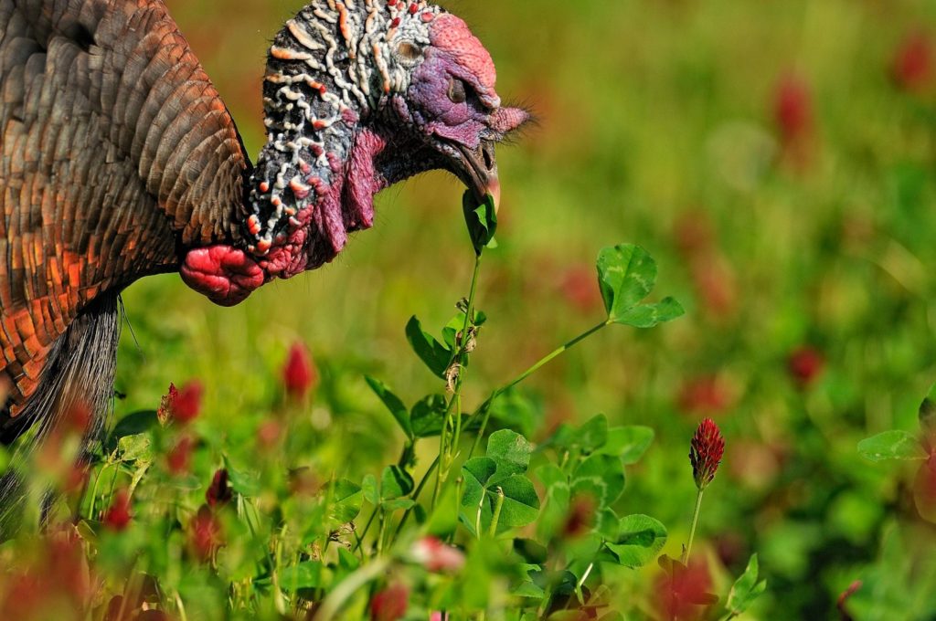 An eastern wild turkey feeding on native clovers. 