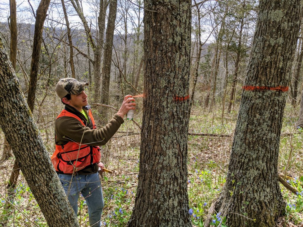 A forester marking timber for a selective harvest with paint.