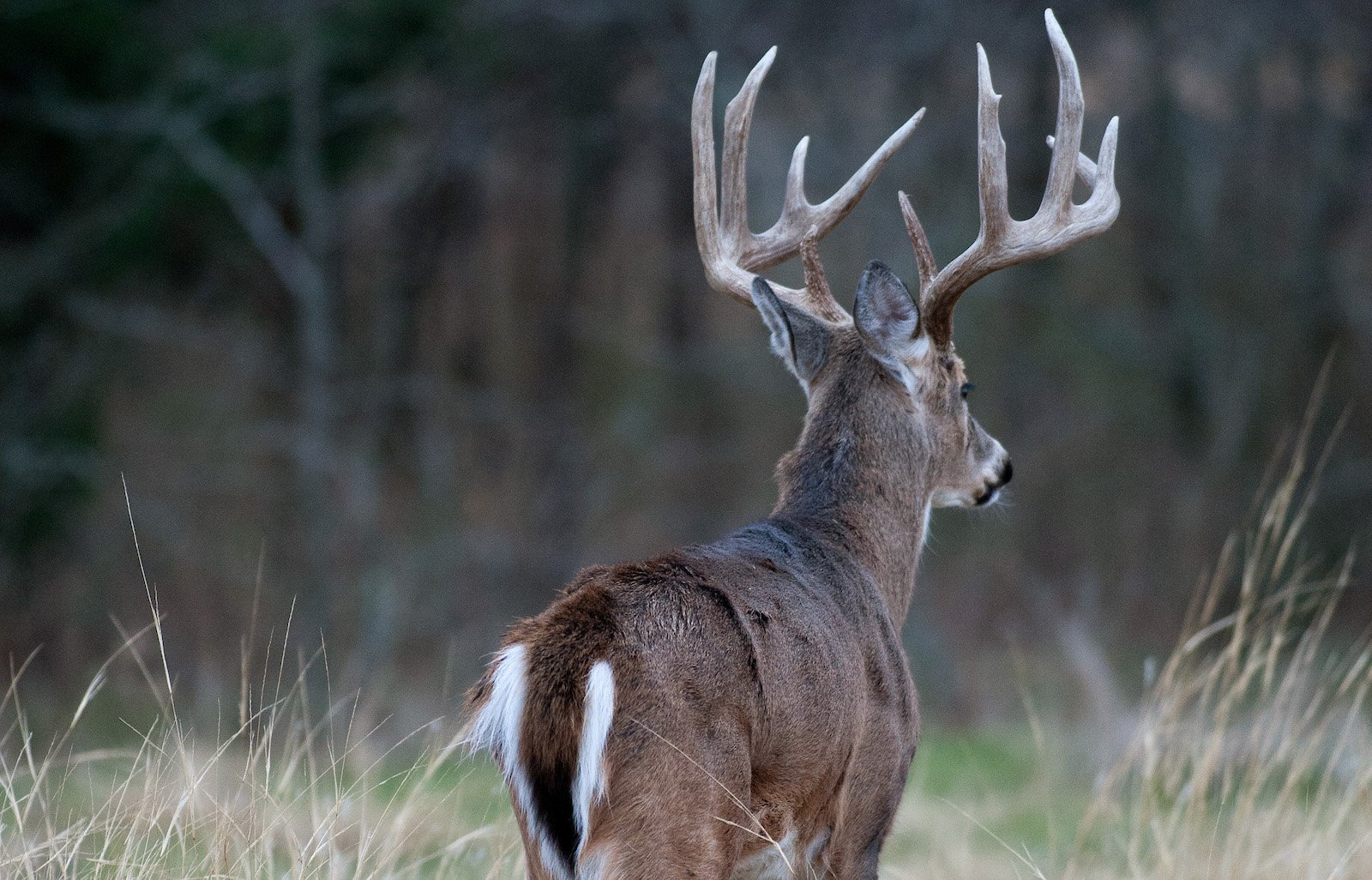 Whitetail Deer Range