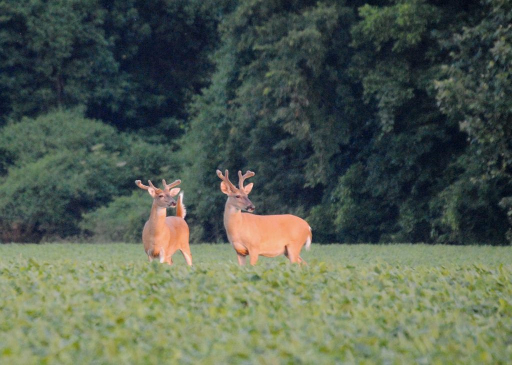 White-tailed deer standing in a wildlife foot plot. Wildlife food plots are a habitat management service provided by Albert Land Management. 