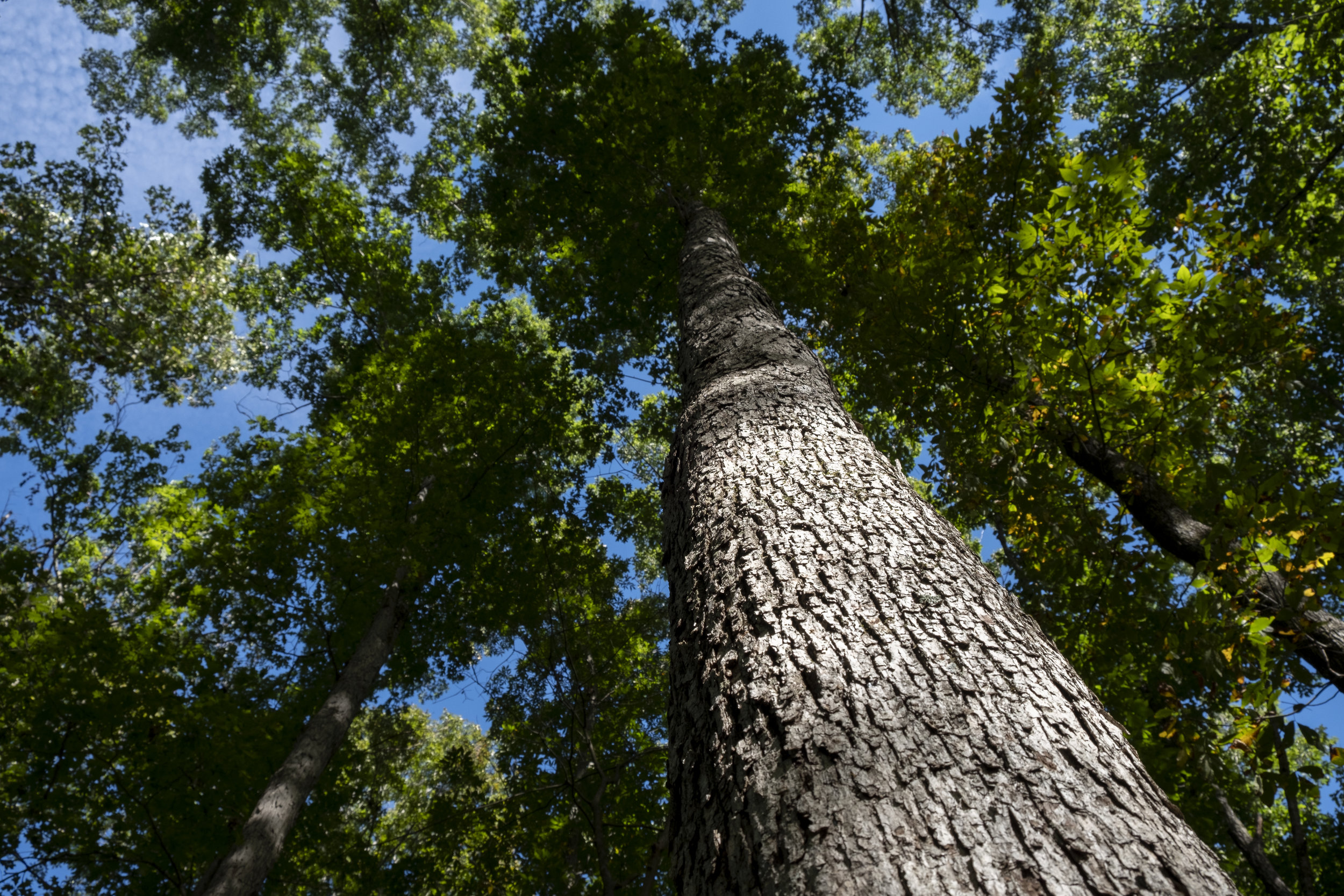 A white oak tree which will be marked and sold to a harvest timber buyer by a forester.