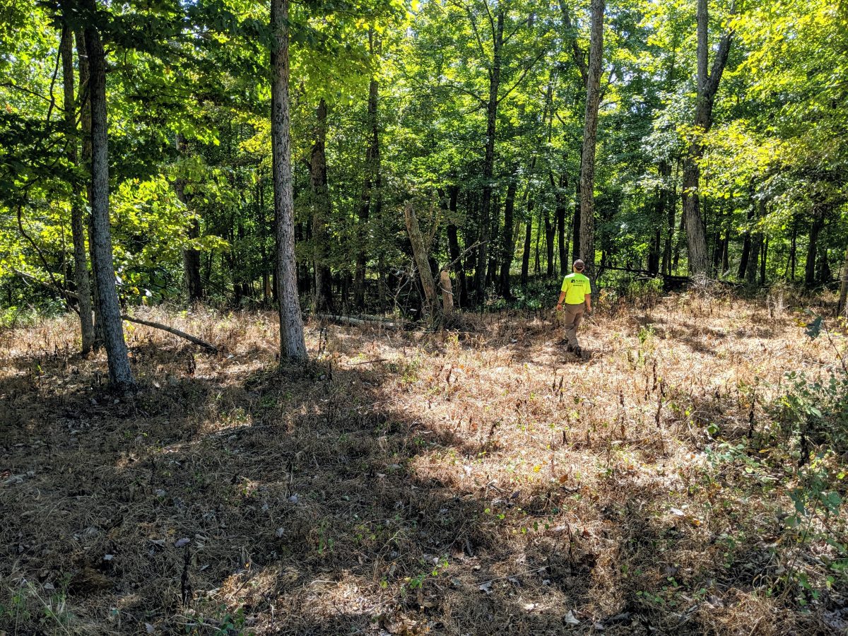 Easily Spot Invasive Plant Species Albert Land Management