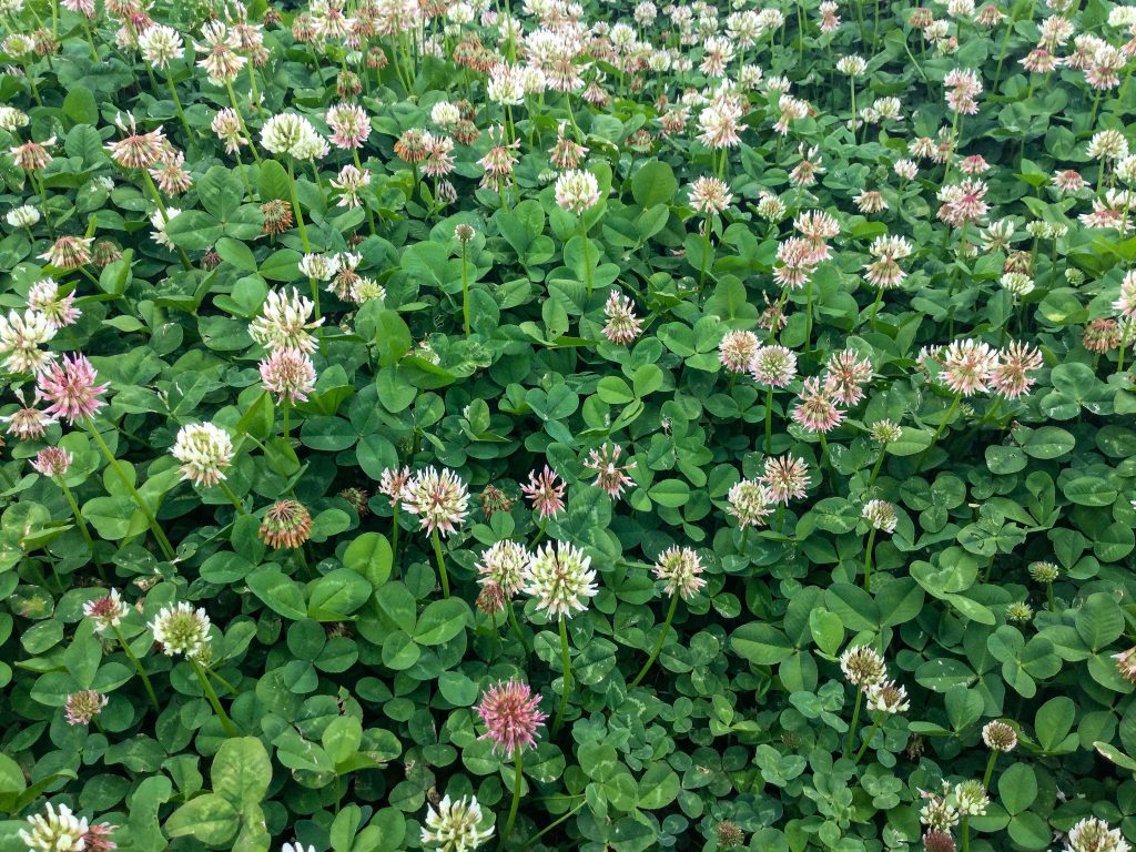 A wildlife food plot consisting of clovers. 