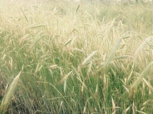 A native grass and wildflower planting established to improve wildlife and pollinator habitat. 