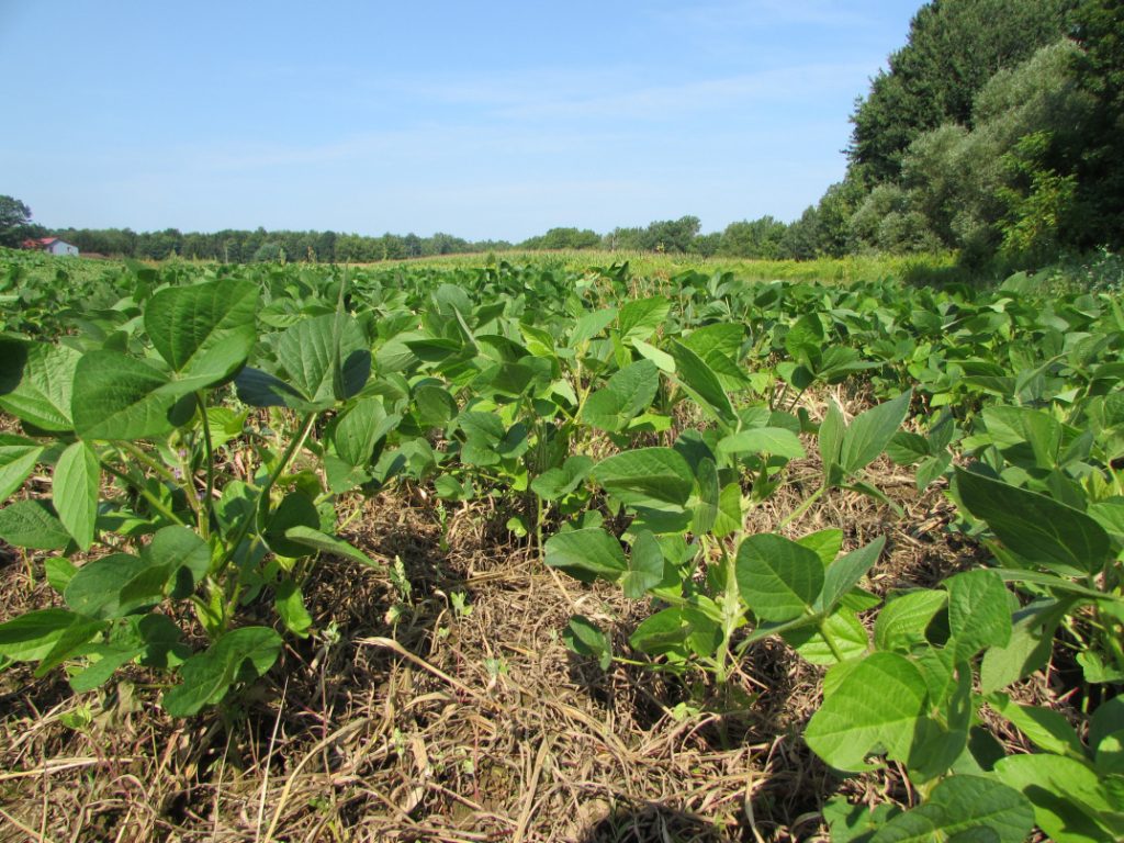 A wildlife food plot consisting of turnips.