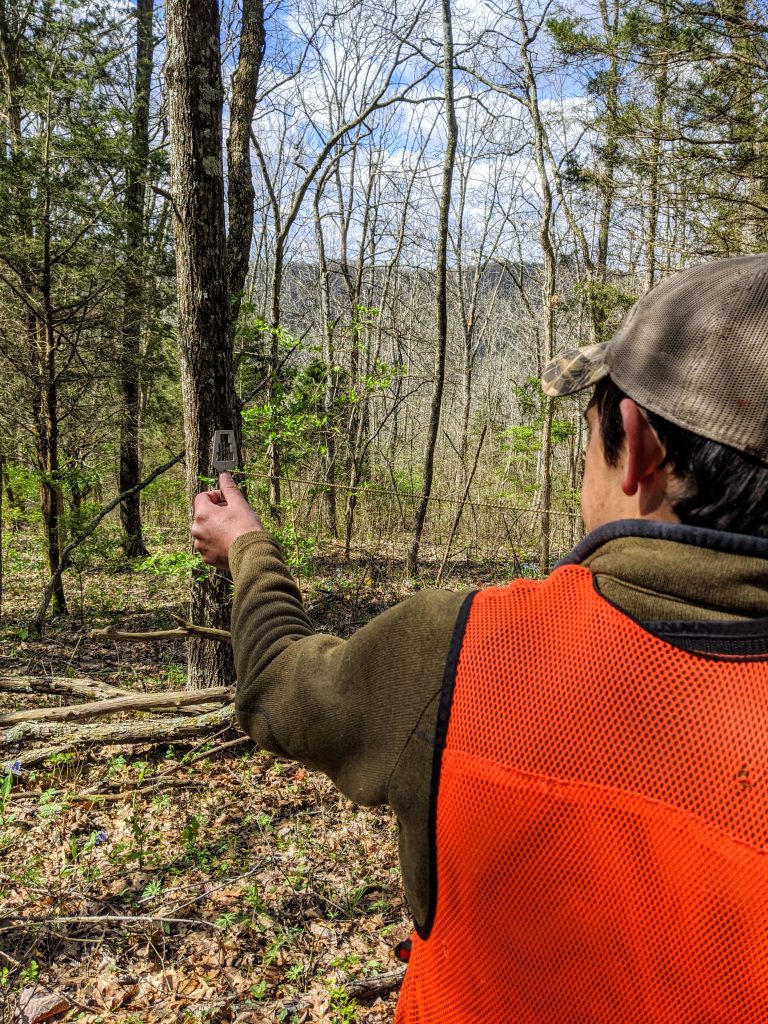 A forester using a basal area factor (BAF) wedge prism to determine which trees to be sampled within the variable radius plot design of a timber stand inventory or forest stand inventory. 