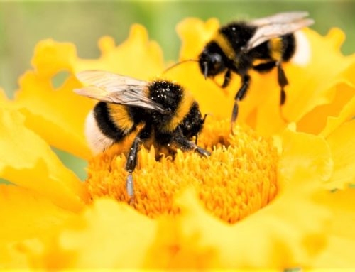 The Importance of Pollinators