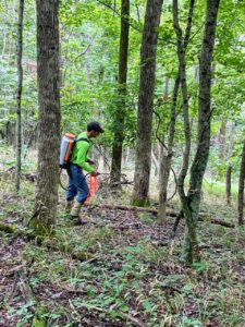 A forester treating invasive plant species by foliar spraying, a forestry and forest management service, to improve wildlife habitat. 