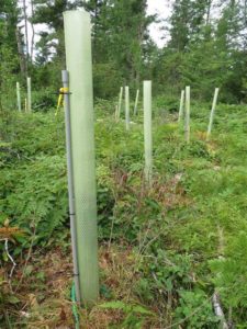 A native tree planting established to improve wildlife habitat and manage for quality hardwood timber.