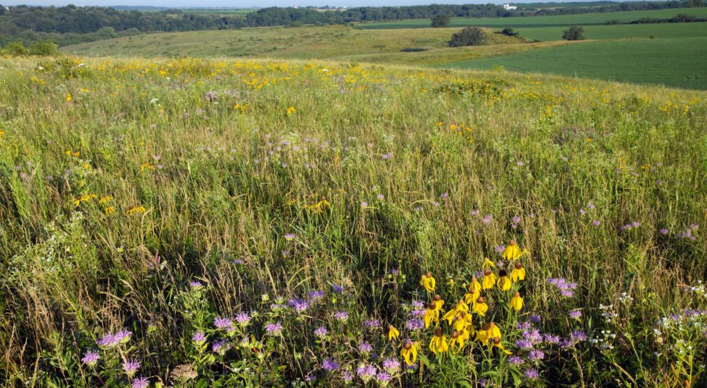 A native wildflower planting for pollinator habitat which includes a variety of grasses, forbs, and legumes. 