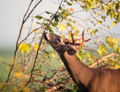 Protecting Young Trees from Deer Damage