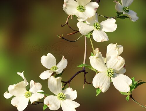 Alternatives to Invasive Plants