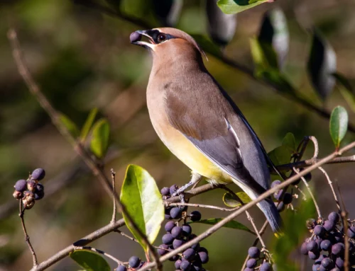 Trees and Shrubs for Wildlife