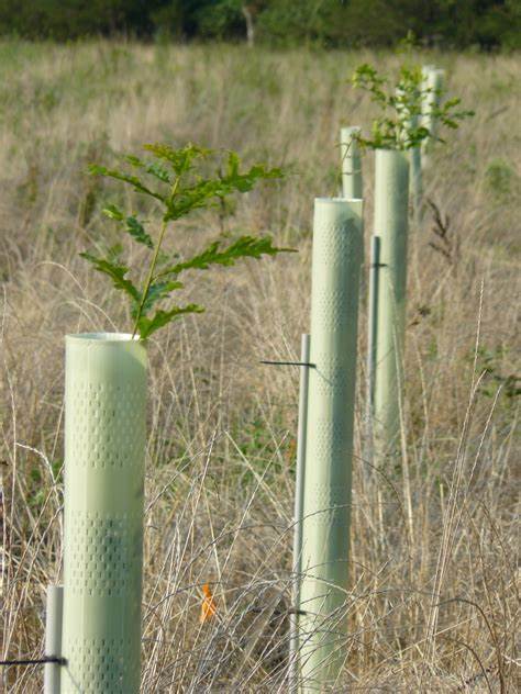 A tree planting of oaks and hickories. 