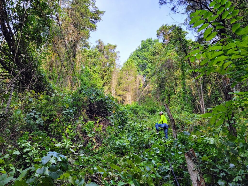 Photo taken before foliar spraying species of invasive plants.