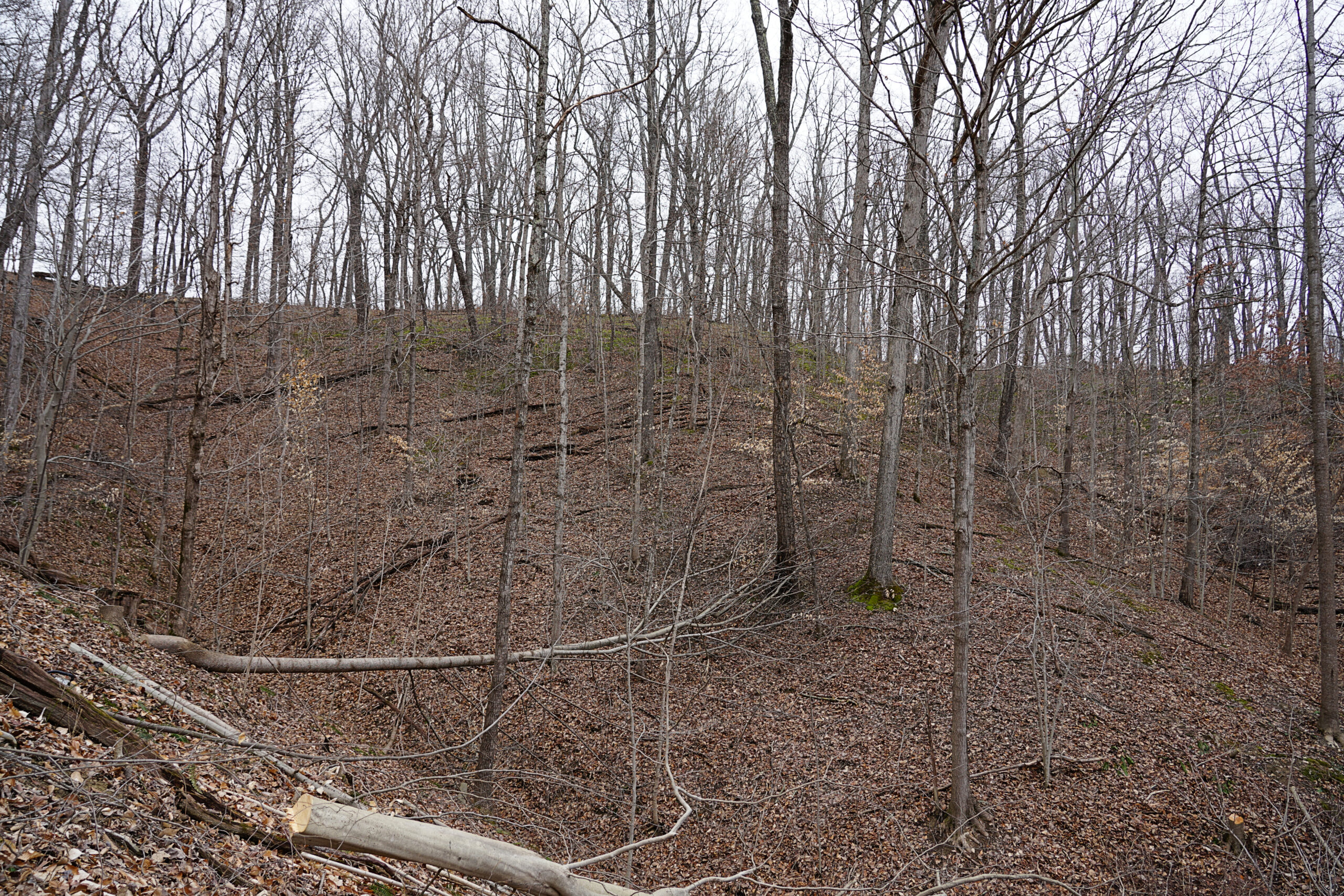 An image of a timber stand before thinning operations, a mid-story removal, is conducted on the forest.