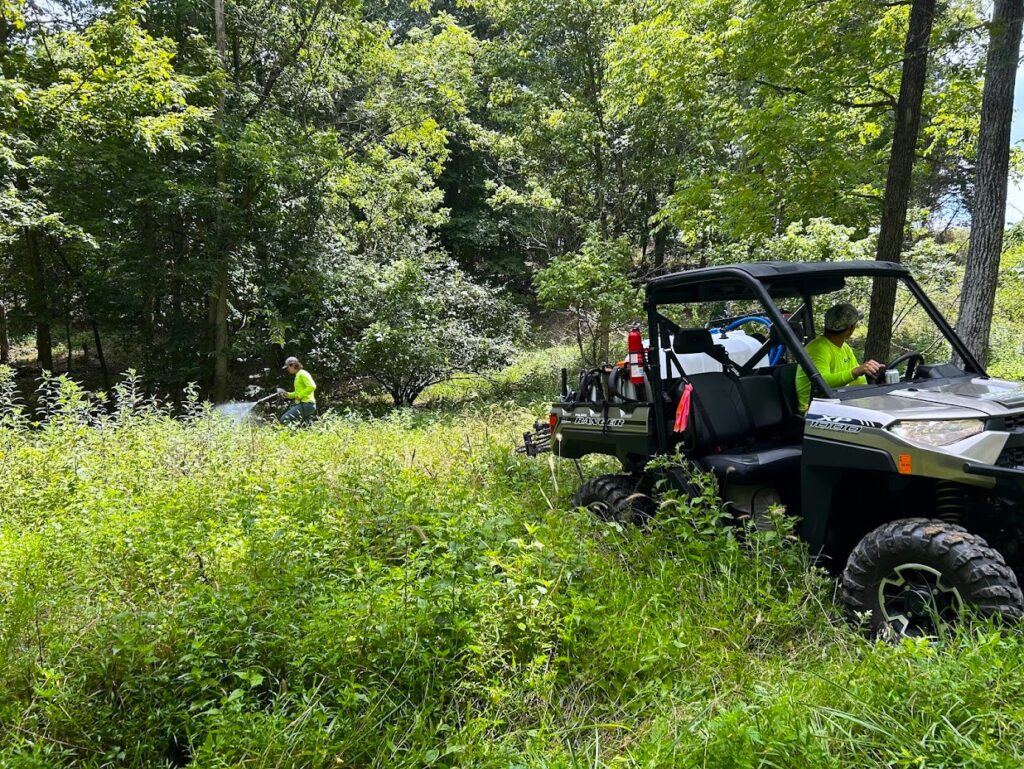 Foliar spraying invasive plants with herbicide.