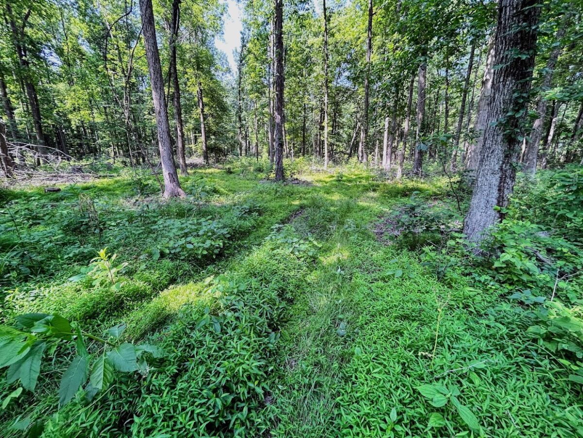 Invasive Plant Species Management Albert Land Management