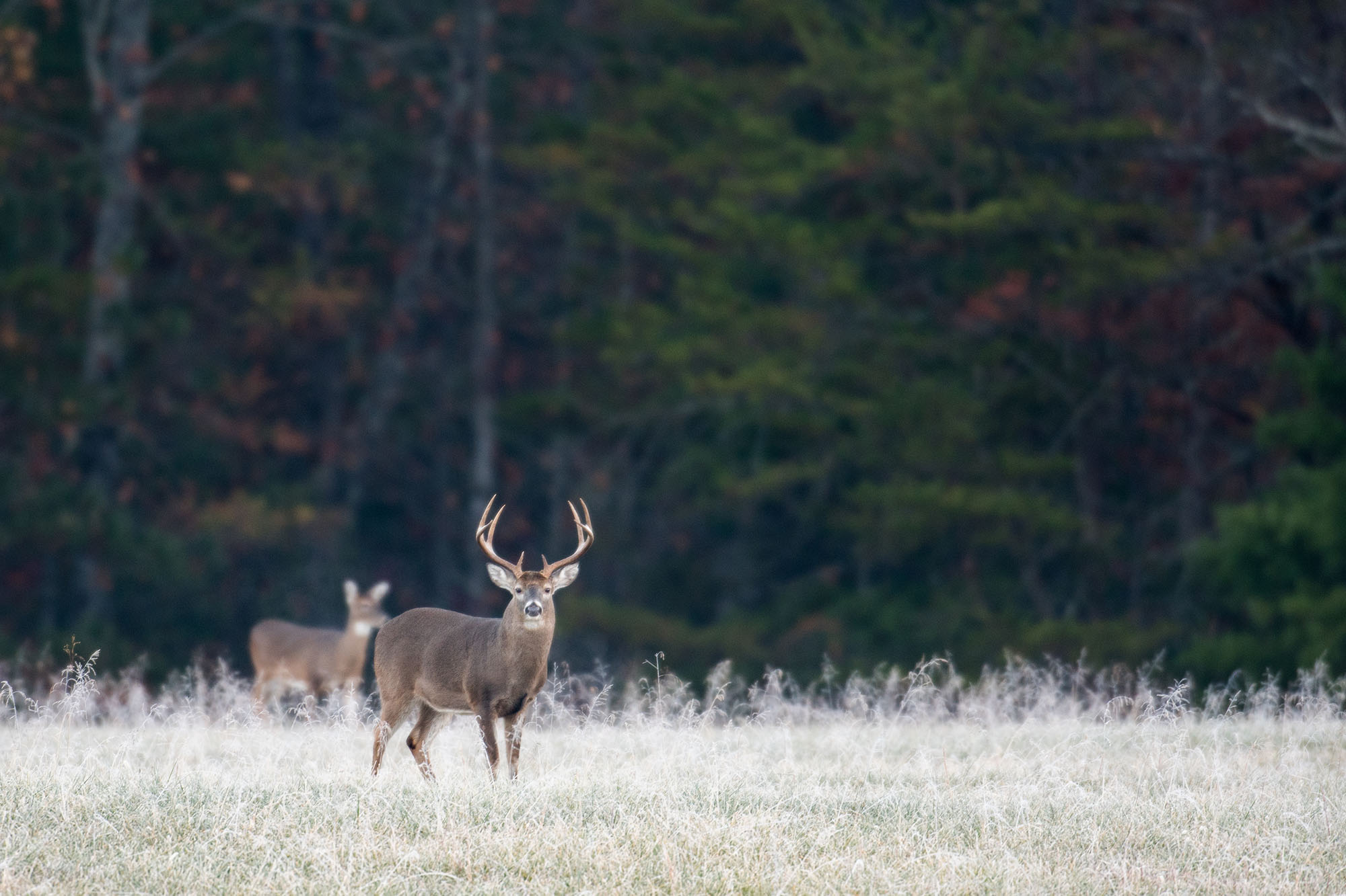 Contact us about our forestry services, your wildlife habitat management and land goals.