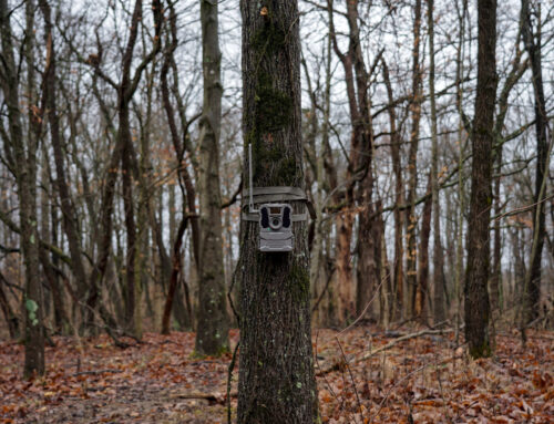 Benefits of White-tailed Deer Camera Surveys