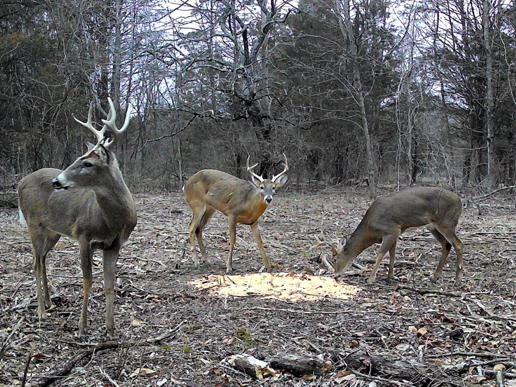 A trail or game camera photo of three white-tailed deer bucks feeding on a bait pile of corn.