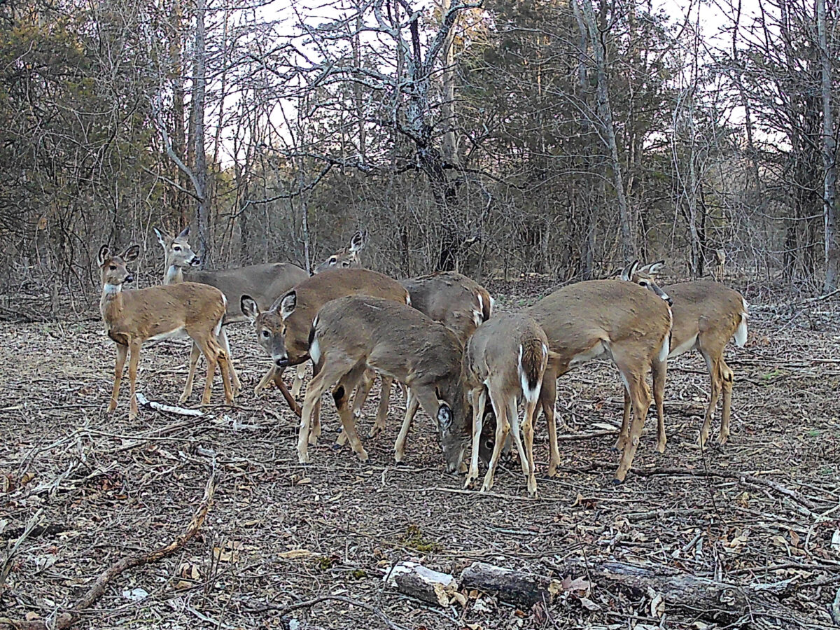 Whitetailed Deer Camera Surveys Albert Land Management